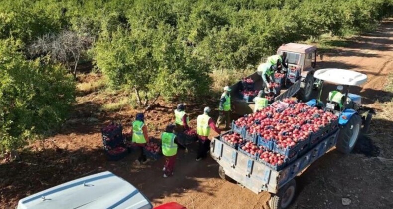 Şanlıurfa’da 13 bin dekarda üretiliyor! Dünyaya ihraç ediliyor…