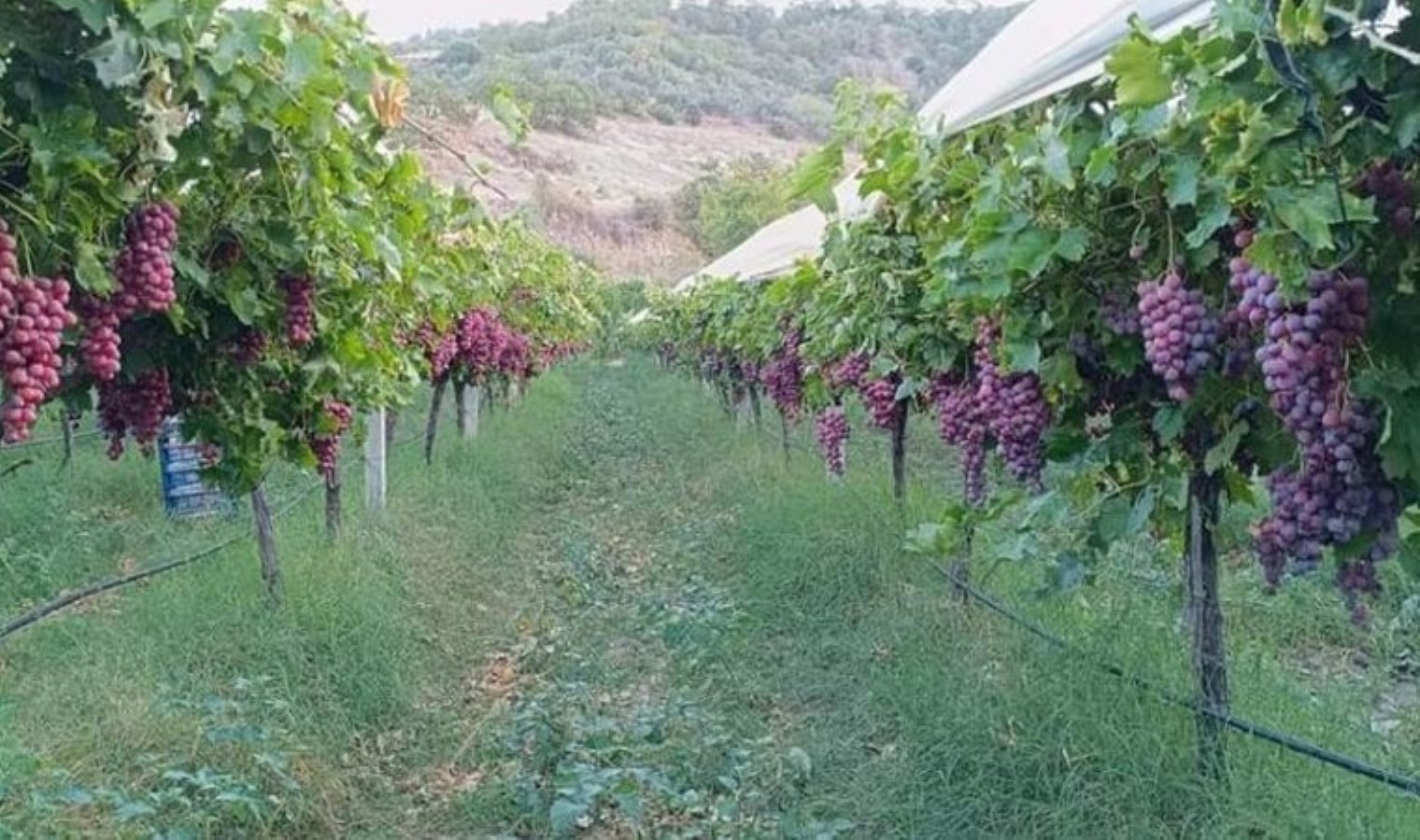 Sarıgöl Ovası’nda hasat heyecanı: 70 liradan satılacak!