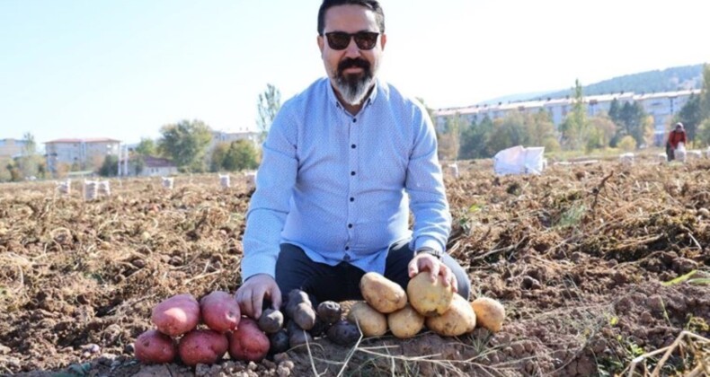 Sivas’ta renkli hasat başladı: Mor, sarı, kırmızı! Akademisyenler tarafından yetiştiriliyor