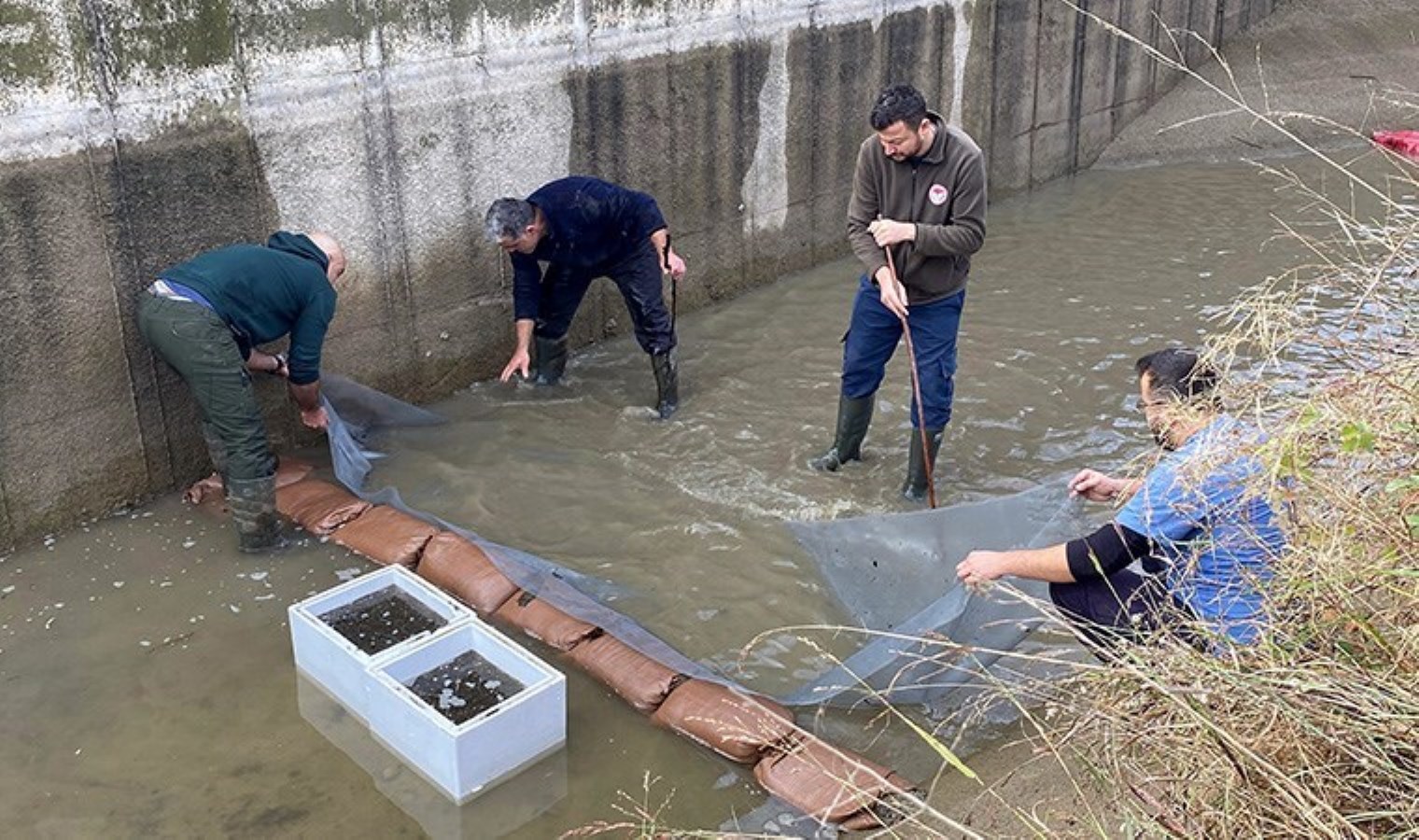 Su seviyesi düşen kanaldaki 3 bin yavru balık kurtarıldı