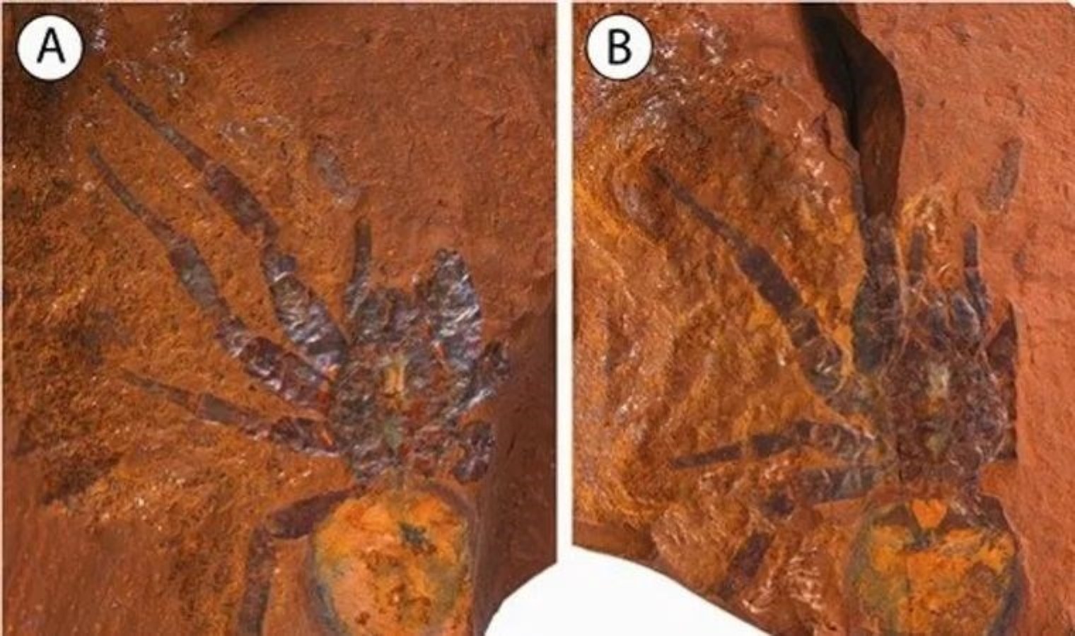 Tarihin en büyük örümceği bulundu: Boyutu bir araba kadar olabilir