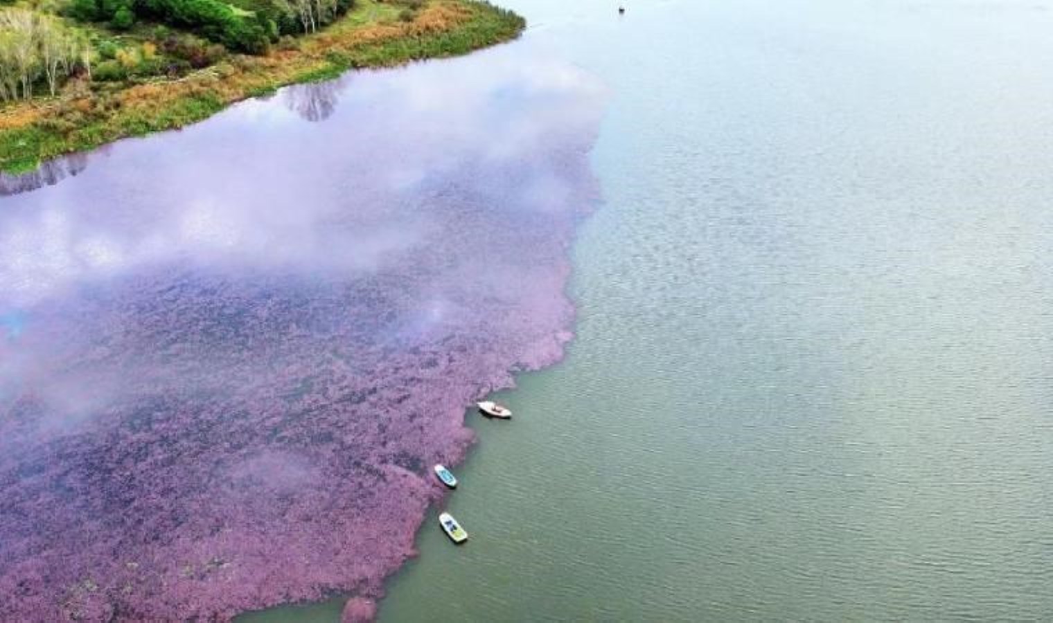 Terkos Gölü’nde mest eden manzara: Çiçekler gölün yarısını pembeye boyadı
