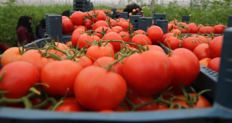 Türkiye, 10 ayda 361 milyon dolarlık domates ihraç etti