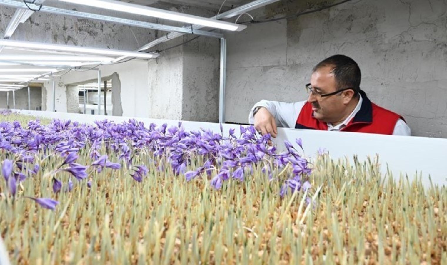 Türkiye’de ilk kez uygulandı! Hasadı 15 gün sürüyor…