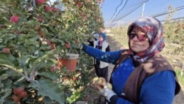 Türkiye’nin elma deposunda son hasat: Rekolte yüzde 30 düştü…