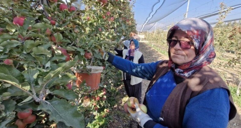 Türkiye’nin elma deposunda son hasat: Rekolte yüzde 30 düştü…