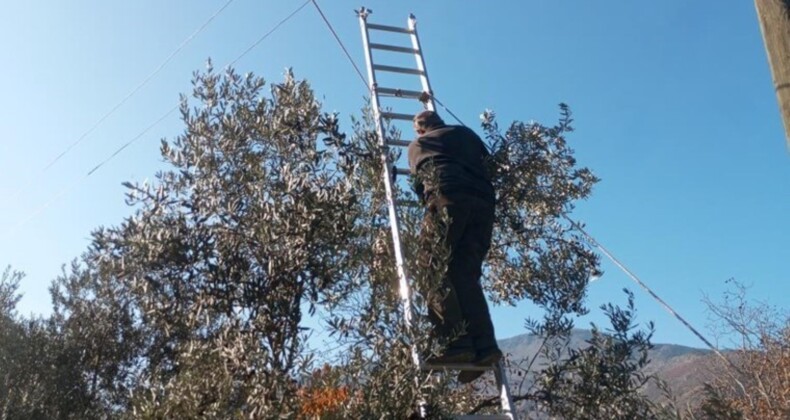 Üstün lezzet ödüllü! Yusufeli’de hasat ediliyor: 12 metre yüksekliğe çıkarak toplanıyor….