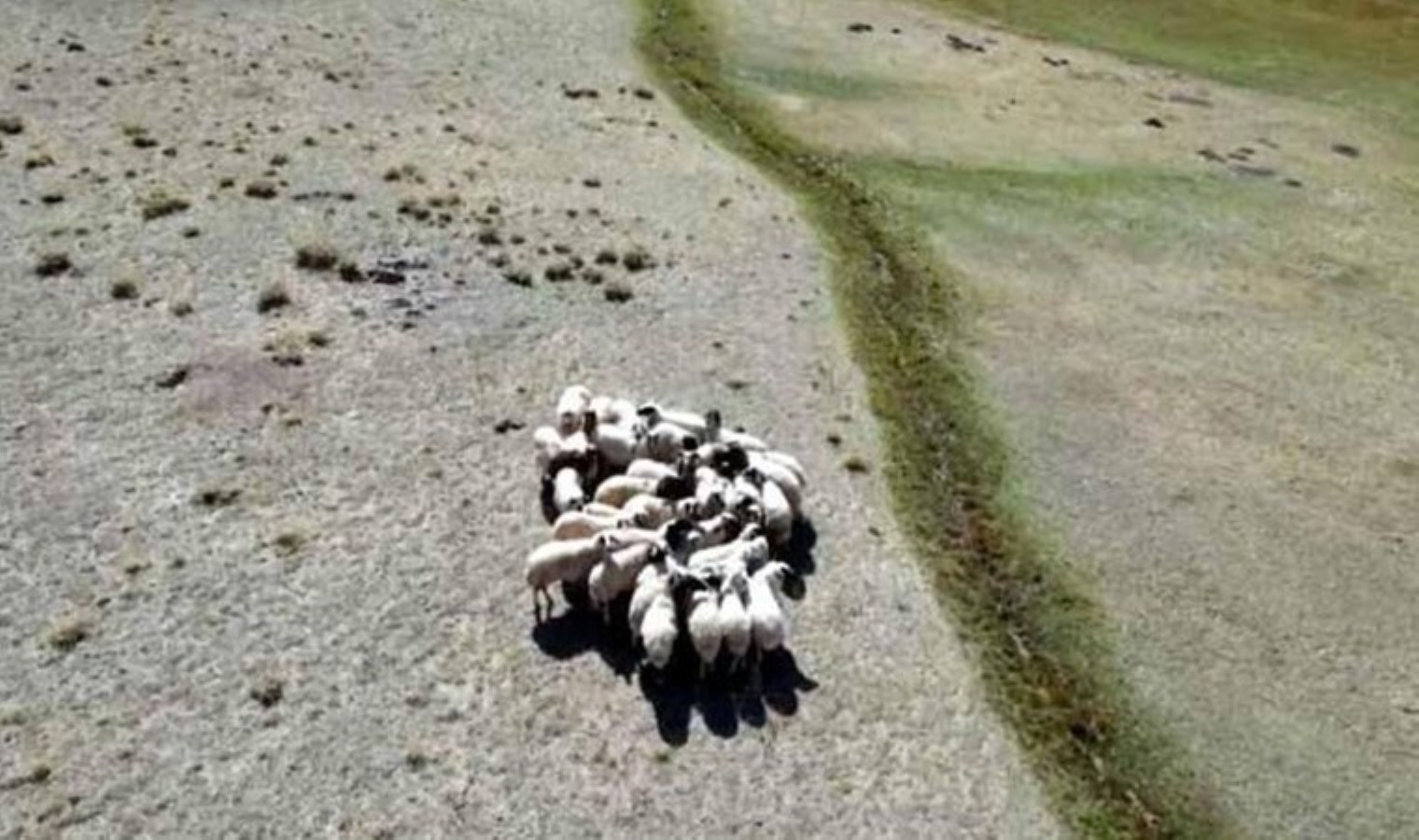 Van’da kaybolan koyunları, öğretmen dronla buldu