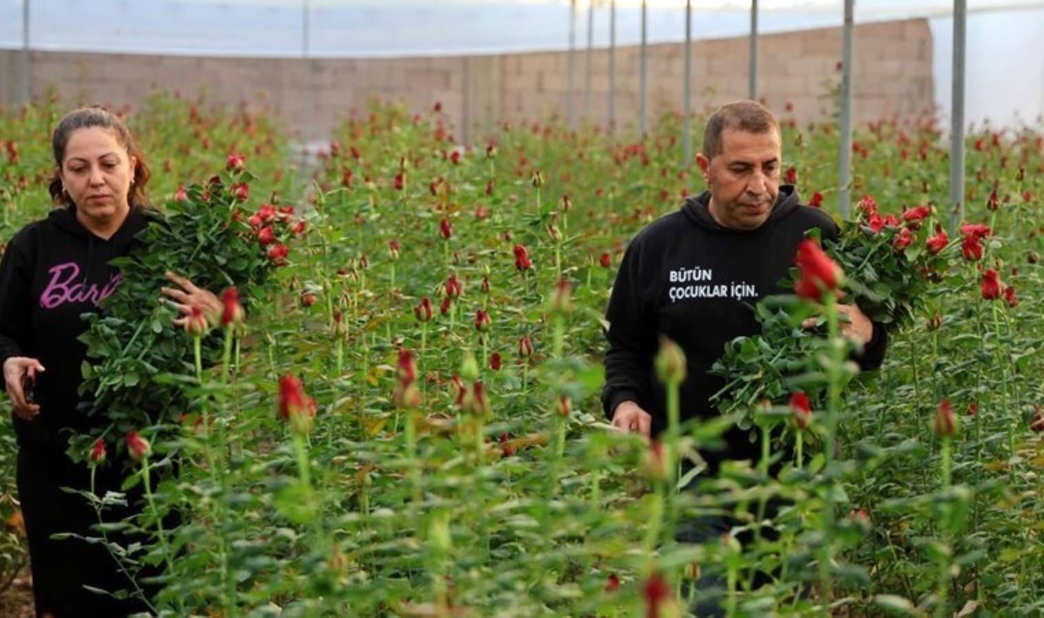 Yüreğir ‘de üreticinin yüzü gülüyor: Dalında 15 lira…