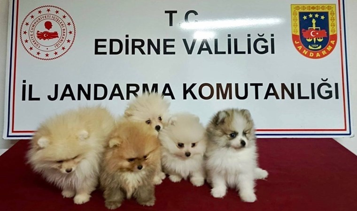 Yurtdışından kaçak sokulan 5 cins yavru köpek ele geçirildi