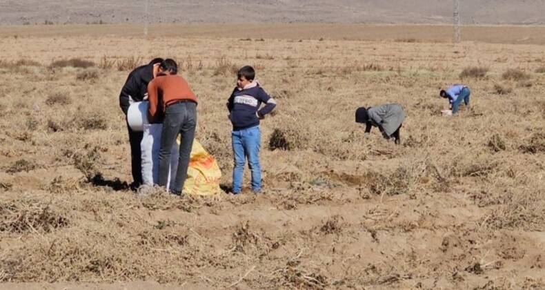 Zarar eden çiftçi, yetiştirdiği patatesi bedava dağıttı