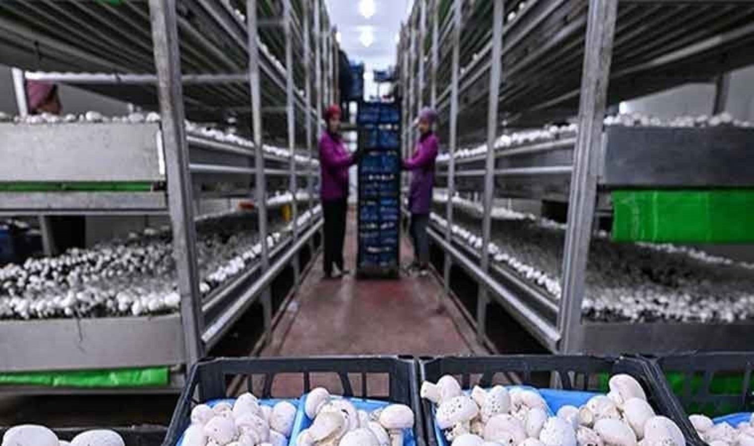 25 bin metrekarelik alanda yetiştiriliyor! Günlük 3 ton üretim yapılıyor, 48 şehre gönderiliyor…