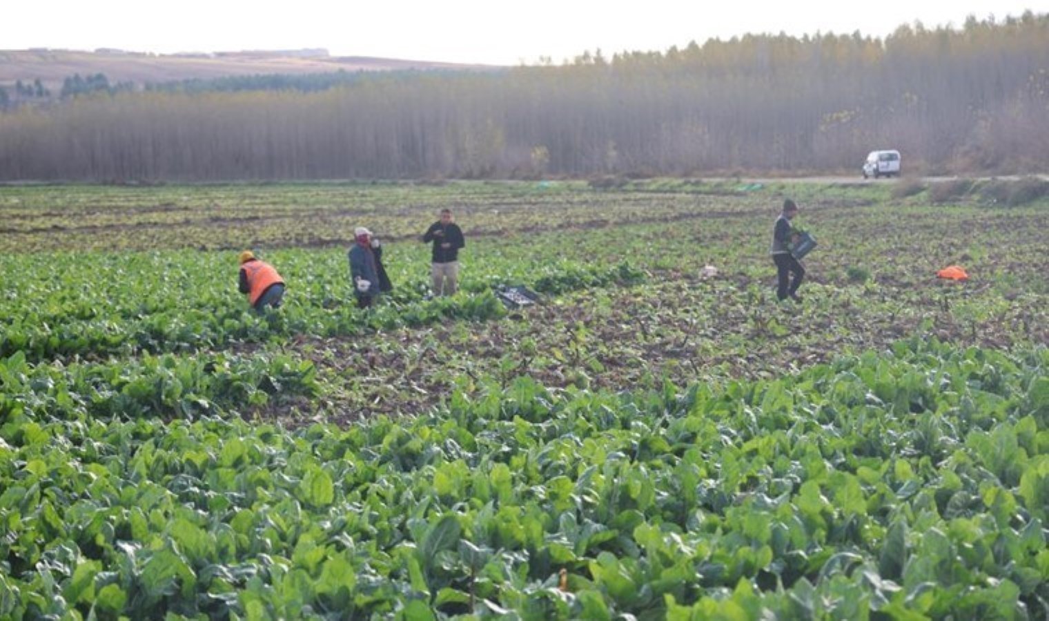 8 bin yıllık bahçede son hasat: Demeti 6 lira…