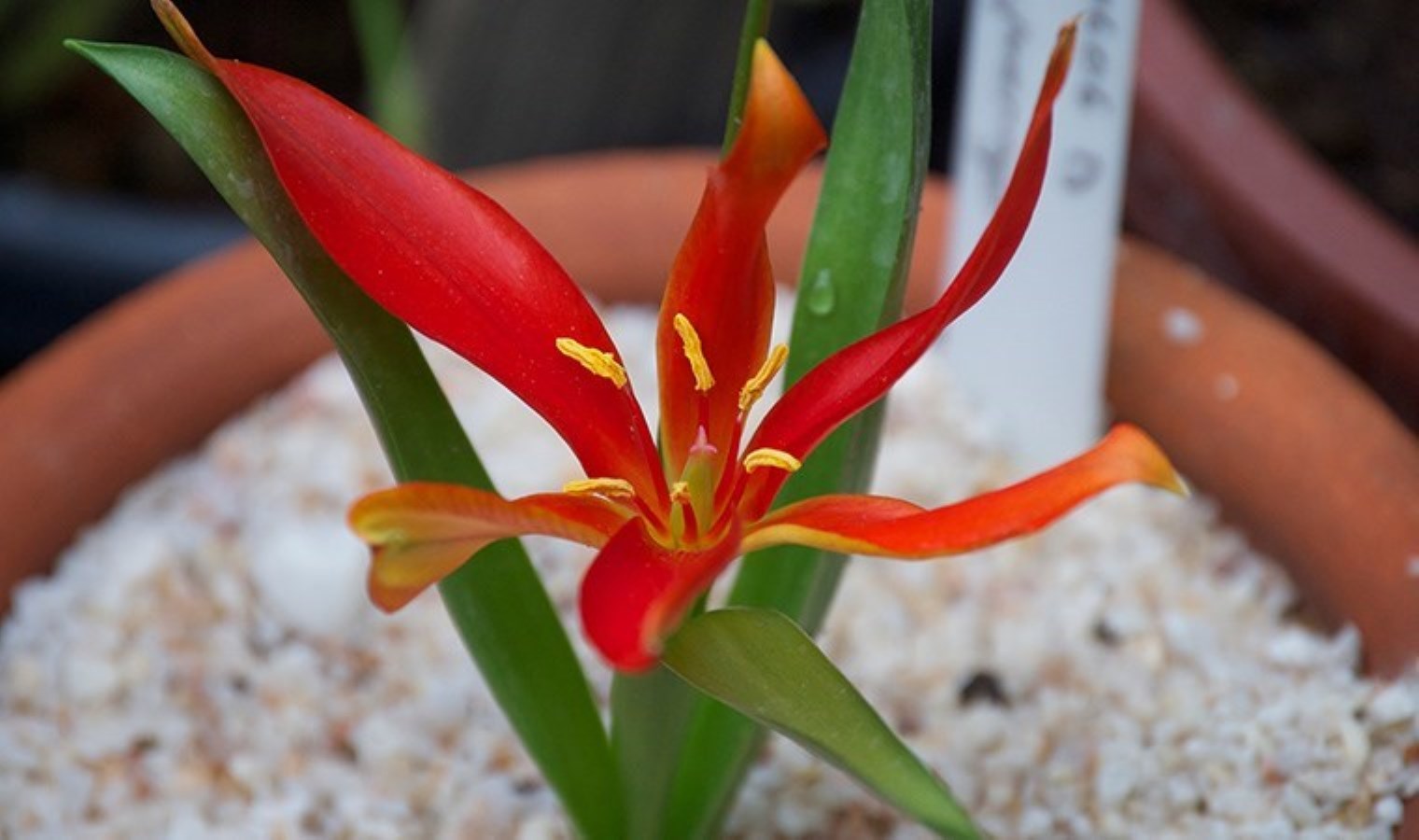 Amasya’nın ‘yitik lalesi’ 132 yıl sonra ana vatanına kavuştu