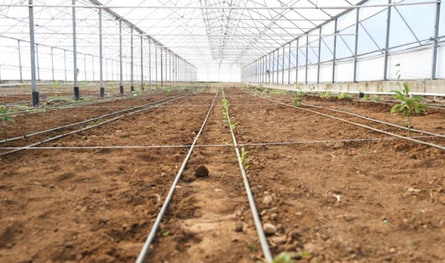 Anavatanı Orta Meksika, Şırnak’ta ekildi! 4 ay sonra ilk meyvesini verecek…