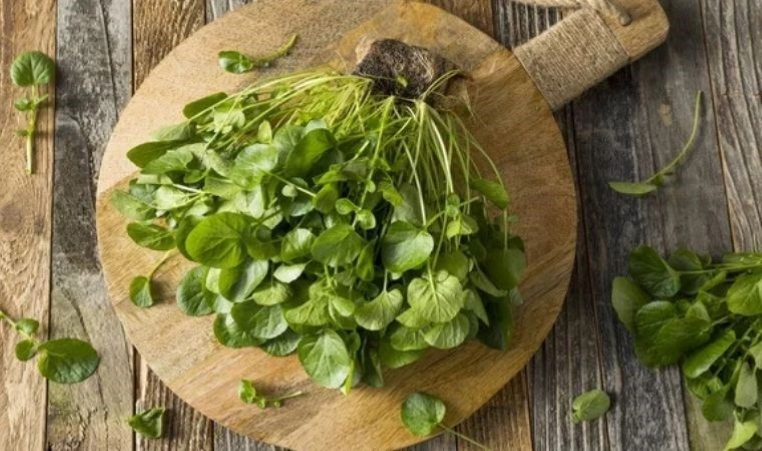 Dünyanın en sağlıklı sebzesi seçildi: Kahramanmaraş’ın dağlarında yetişiyor…