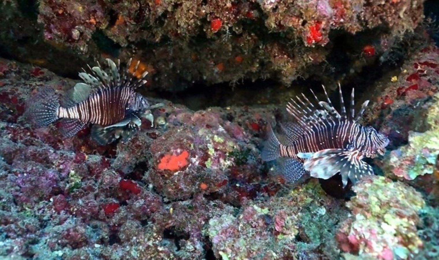 Ege Denizi’nde su sıcaklığı düştü: Egzotik türler uzaklaştı