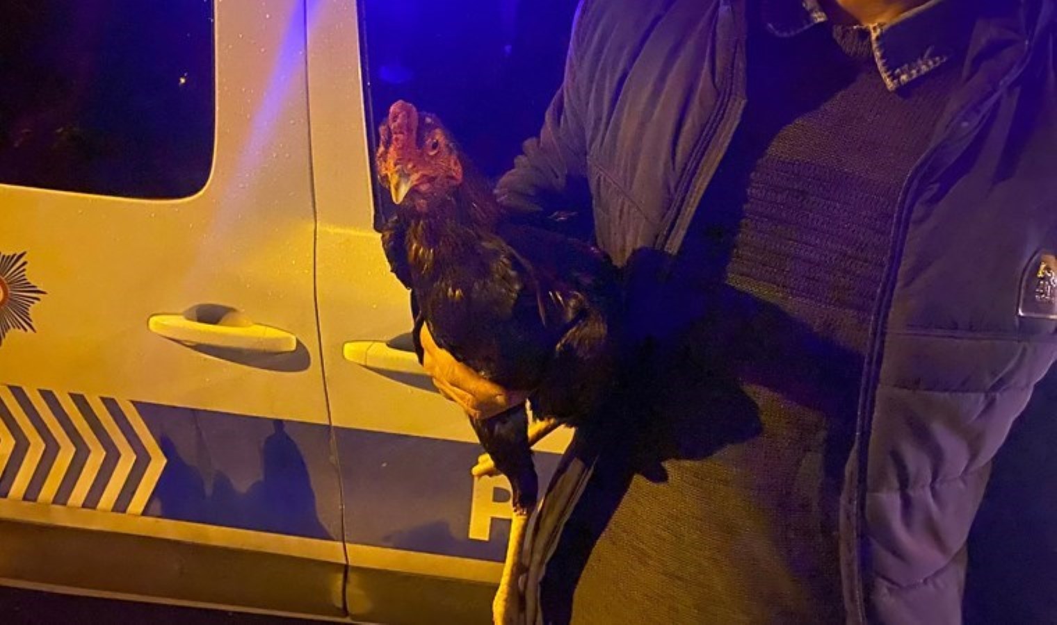 Ekipler baskın yaptı: Adıyaman’da ‘horoz dövüştüren’ 6 kişi gözaltına alındı