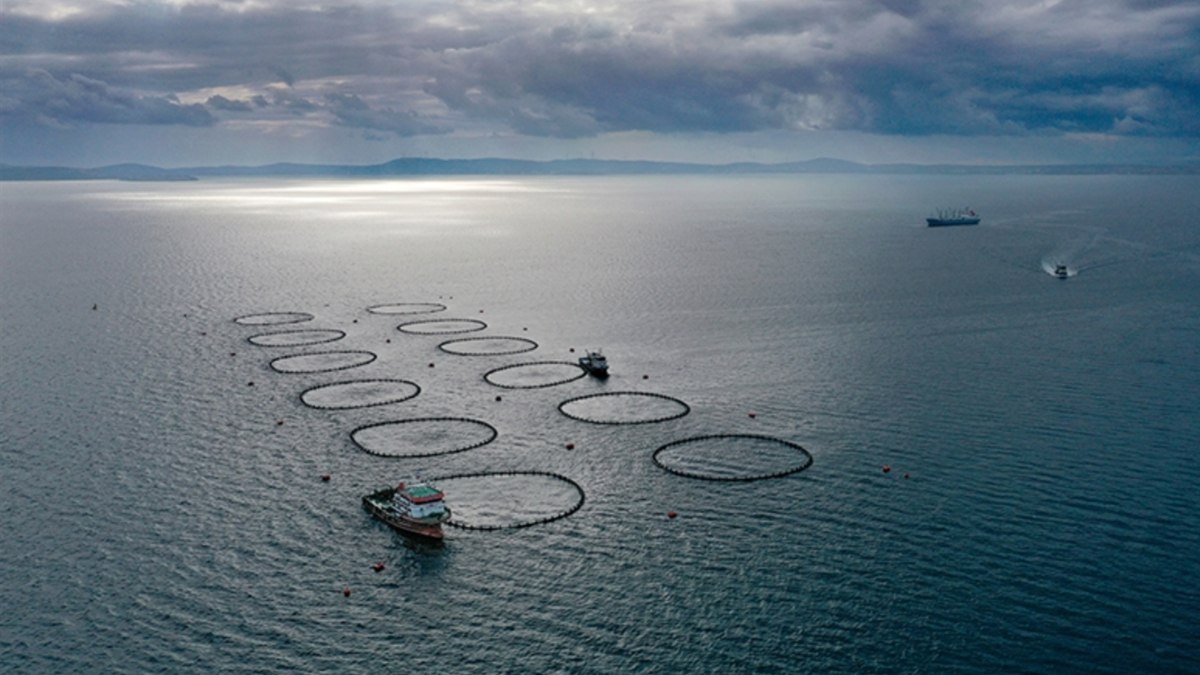 FAO, Türkiye’ye balıkçılık alanında 4’üncü kez ‘Tam Uyum Ödülü’ verdi