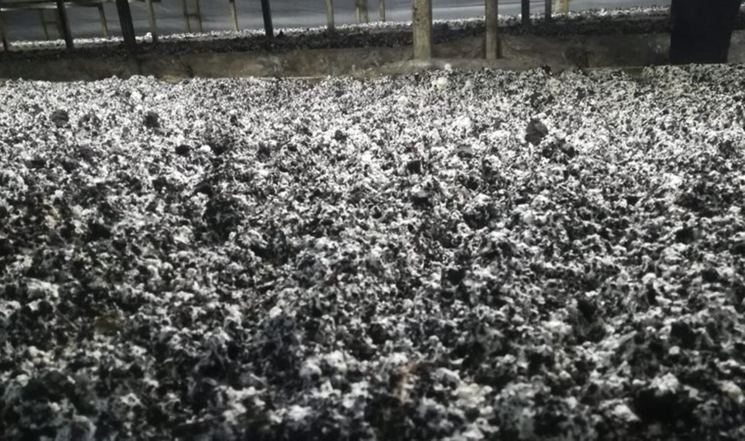 Gelendost  504 tonluk üretim ile rekor kırdı!  6 bin metrekare alanda yetişiyor…