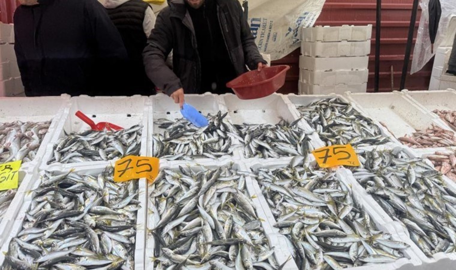 Hamsinin tahtını salladı! Denizden fışkırıyor: Fiyatı 75 liraya düştü…