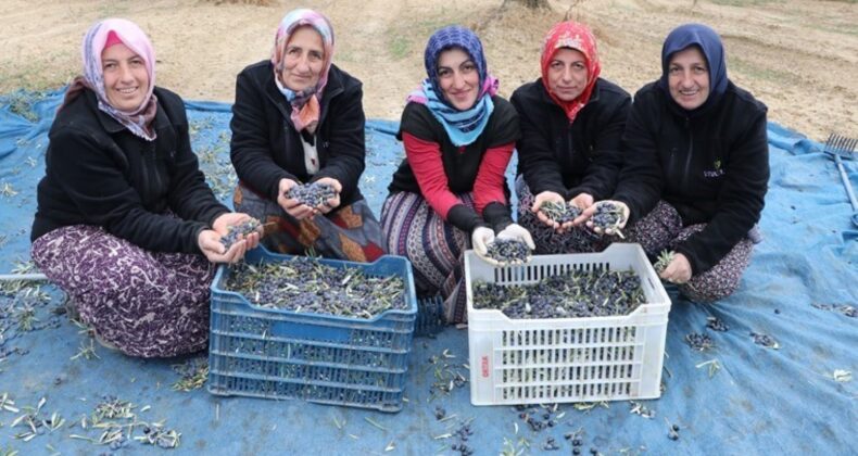 Hasat için 1400 kilometre yol gittiler! 41 bin 500 dekarda  yetişiyor….