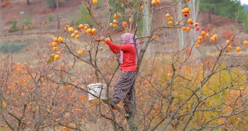 Hem sofralık hem kurutmalık! Bahçede 25, markette 80 lira