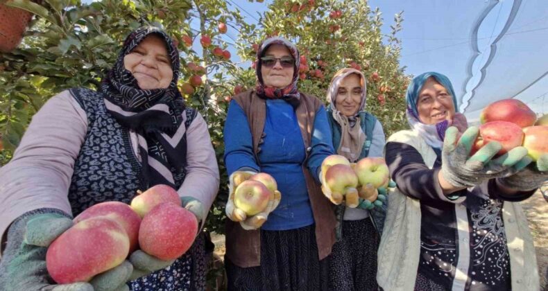 Karaman’da son elma hasadı yapılıyor