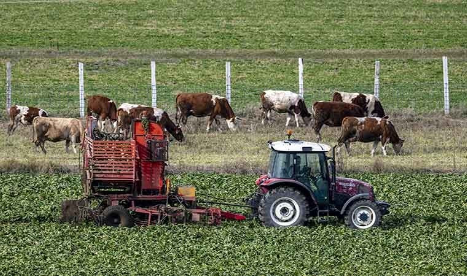 Kars’ta hasat gece gündüz devam ediyor! Çiftçiler zamanla yarışıyor: Traktörlerin biri gidiyor diğeri geliyor….