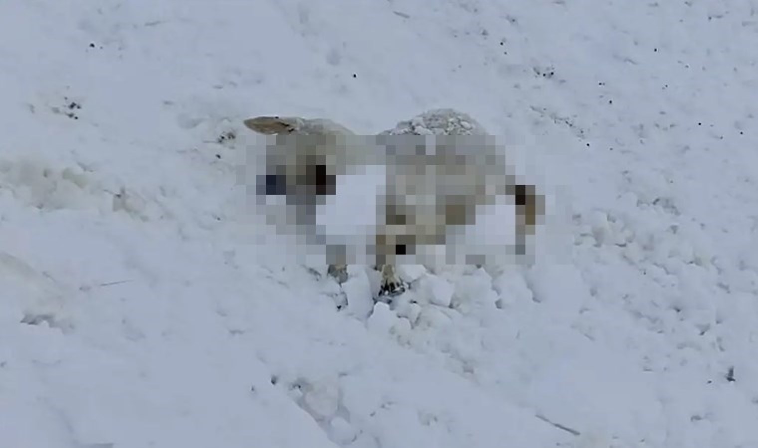 Malatya’da ‘soğuk’ can aldı: 100 küçükbaş donarak öldü