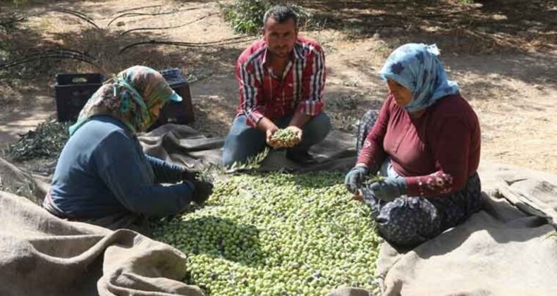 Mut’ta Verim arttı fiyatı 160 TL’ye kadar düştü! ‘Bu yıl üretici değil işçiler kazandı’