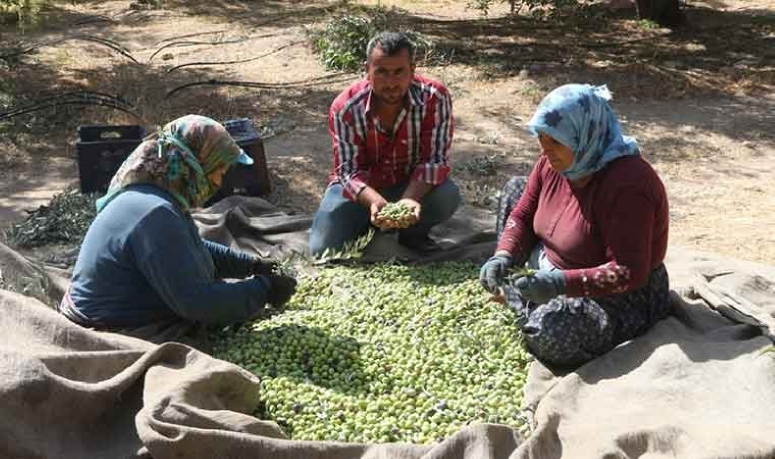Mut’ta Verim arttı fiyatı 160 TL’ye kadar düştü! ‘Bu yıl üretici değil işçiler kazandı’
