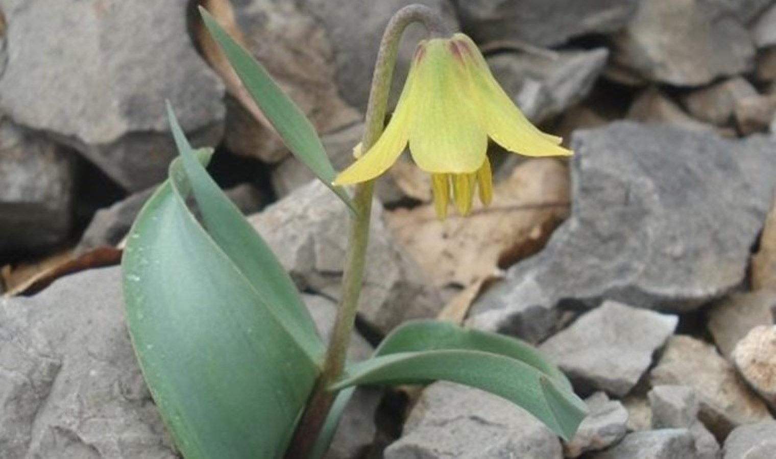 Nemrut Dağı’nda bulduğu lale türüne eşinin ismini verdi: Dünya literatürüne kazandırdı