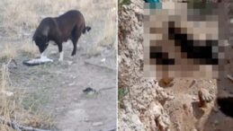 Niğde’deki köpek katliamında karar: Veteriner İşleri Müdürü soruşturulacak