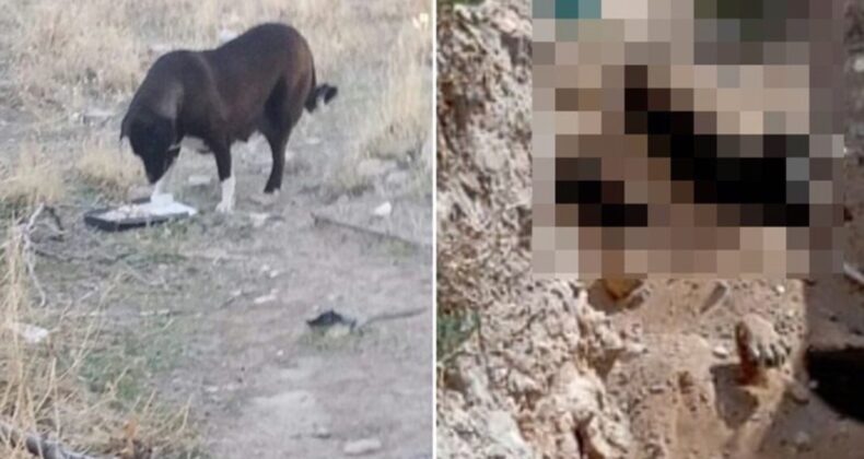 Niğde’deki köpek katliamında karar: Veteriner İşleri Müdürü soruşturulacak