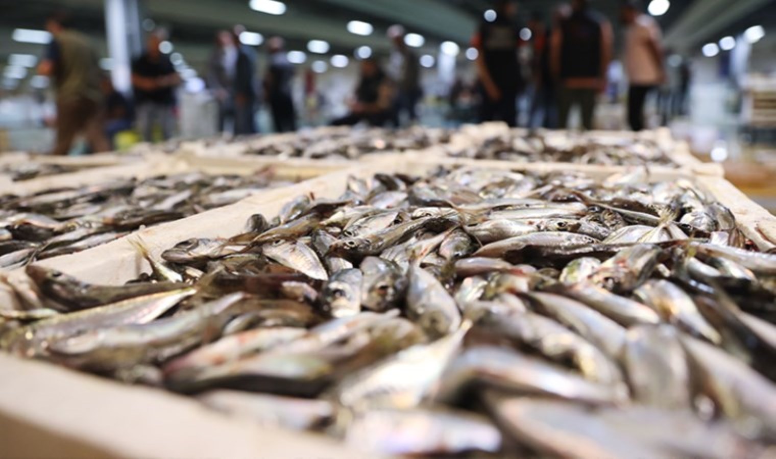 Palamuda veda vakti geldi: Çinekop ve hamsi tezgahlarda! İşte balık fiyatları…