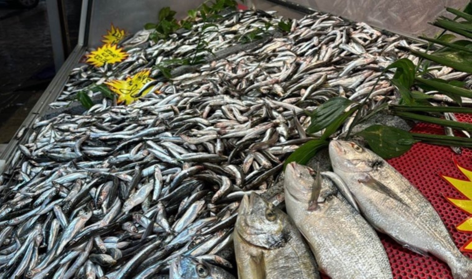 Palamuda veda zamanı: Çinekop ve hamsi tezgâhlarda yerini aldı…
