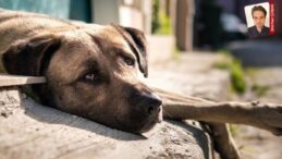 Sakarya’da sokak hayvanları sorumsuzluğu: Belediyeler köpekleri ormana attı