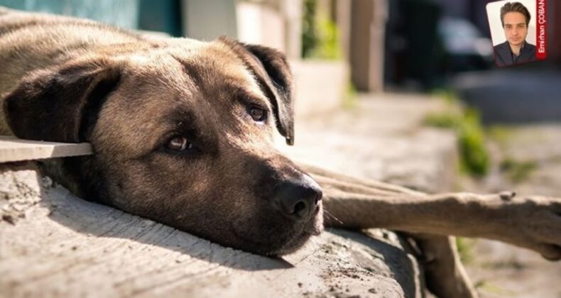 Sakarya’da sokak hayvanları sorumsuzluğu: Belediyeler köpekleri ormana attı