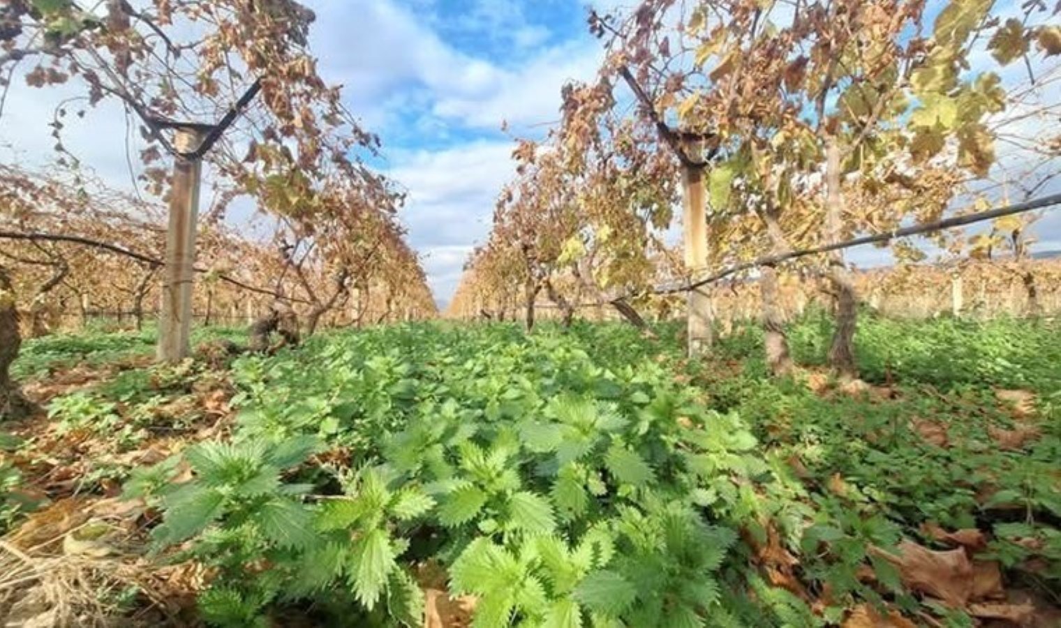 Sarıgöl Ovası’nda hasat kışında sürecek! Kilosu 50 TL’den satılıyor…