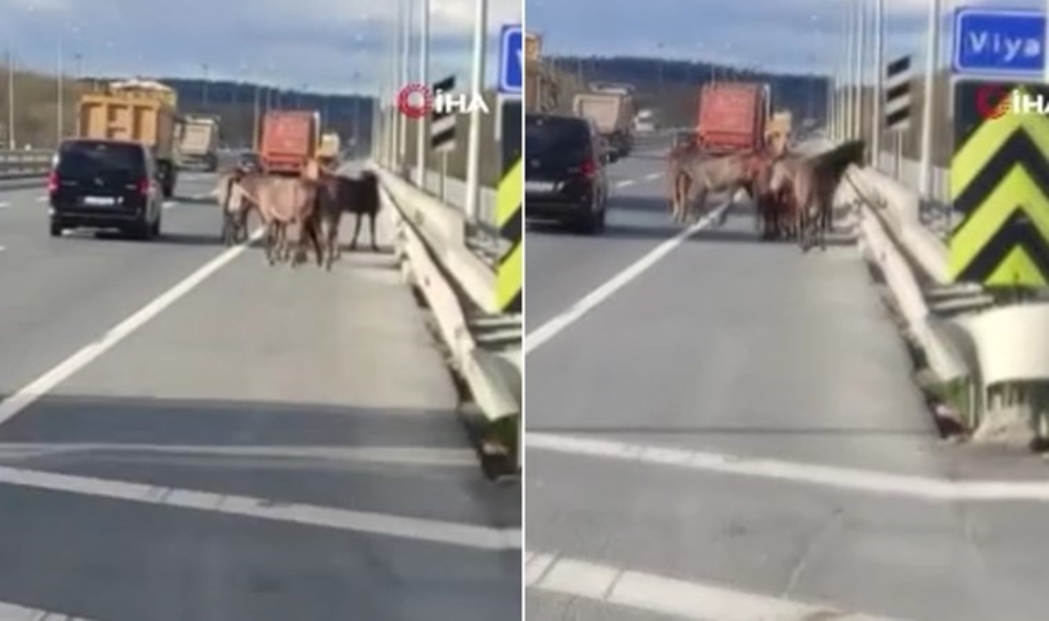 Şaşkına çeviren görüntü… Başıboş atlar trafiği birbirine kattı