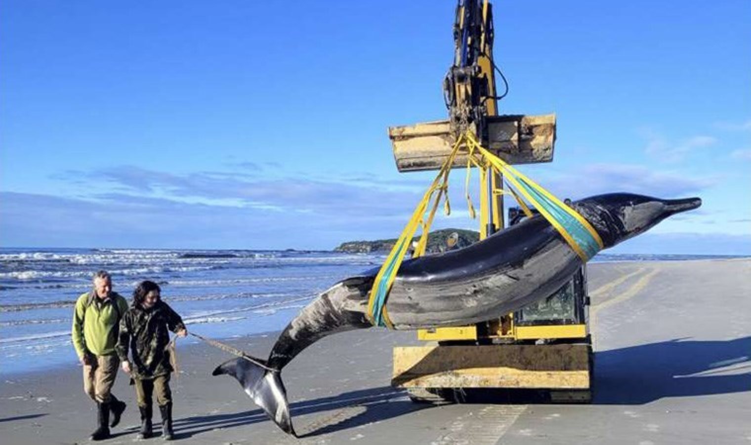Şimdiye kadar sadece 7 kez belgelendi… Dünyanın en nadir balinası ilk kez inceleniyor