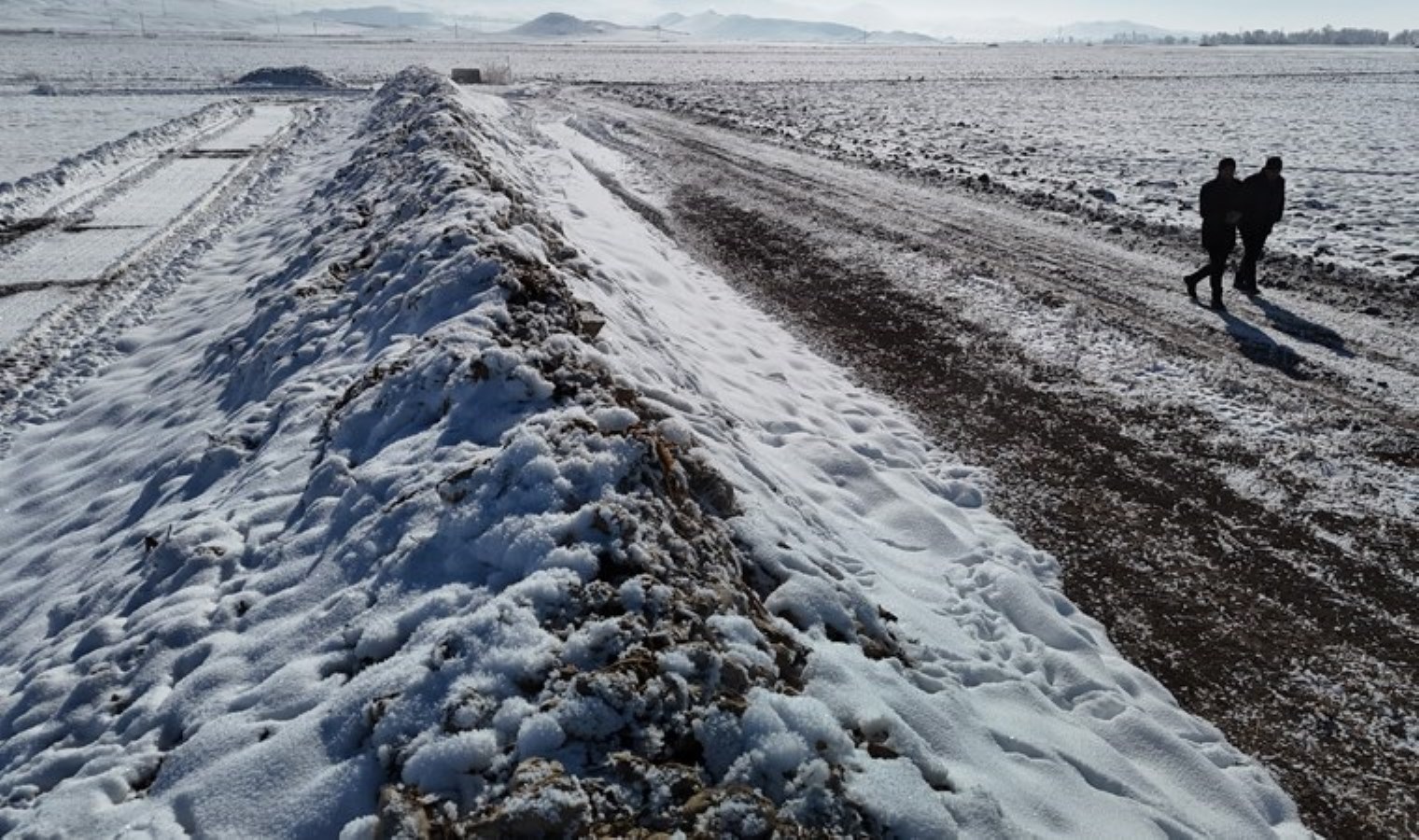 Sivas’ı kış vurdu: 60 bin ton ‘şeker pancarı’ kar altında kaldı