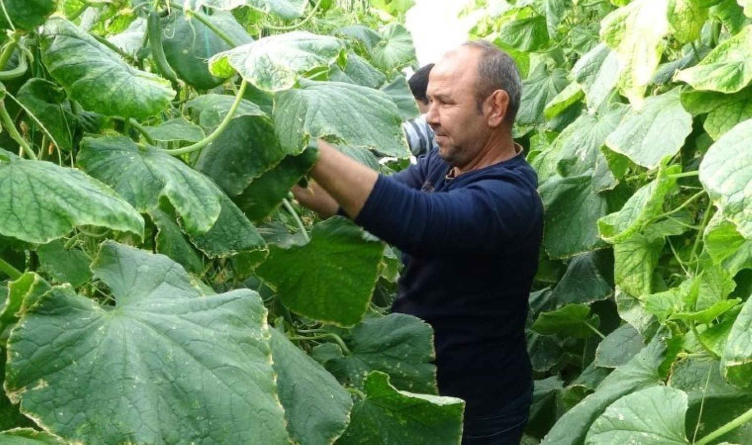 ‘Son 10 yıldır ilk defa bu kadar kazandırdı!’Haftada 2 gün hasat edilmeye başlandı: Bahçede 35 TL…