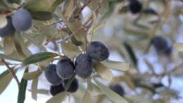 Tekirdağ’da zeytin hasadı heyecanı sürüyor