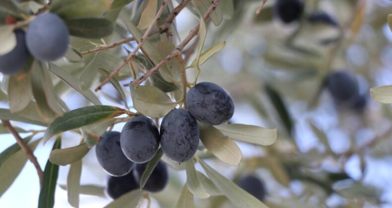 Tekirdağ’da zeytin hasadı heyecanı sürüyor