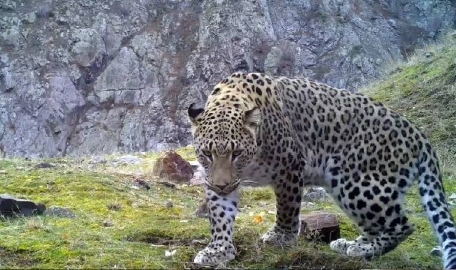 Türkiye’de 10 Anadolu parsı görüntülendi: Hepsi erkek