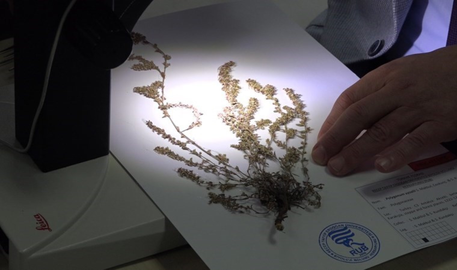 Türkiye’de yeni bir bitki türü keşfedildi: Adını öğretmenin soyadından aldı