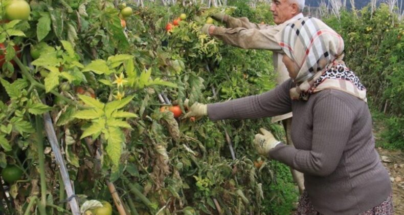 Yaz meyvesinin kış mevsiminde açıkta hasadı sürüyor! Yılbaşına kadar devam edecek: Bahçede 35 TL…