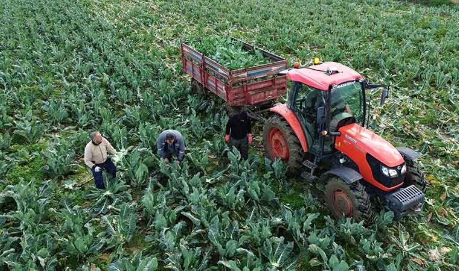 20 bin dekar alanda yetişiyor! Verim bu sene yarı yarıya düştü: Tarlada 25 lira…